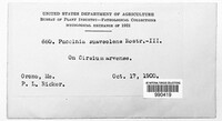 Puccinia suaveolens image